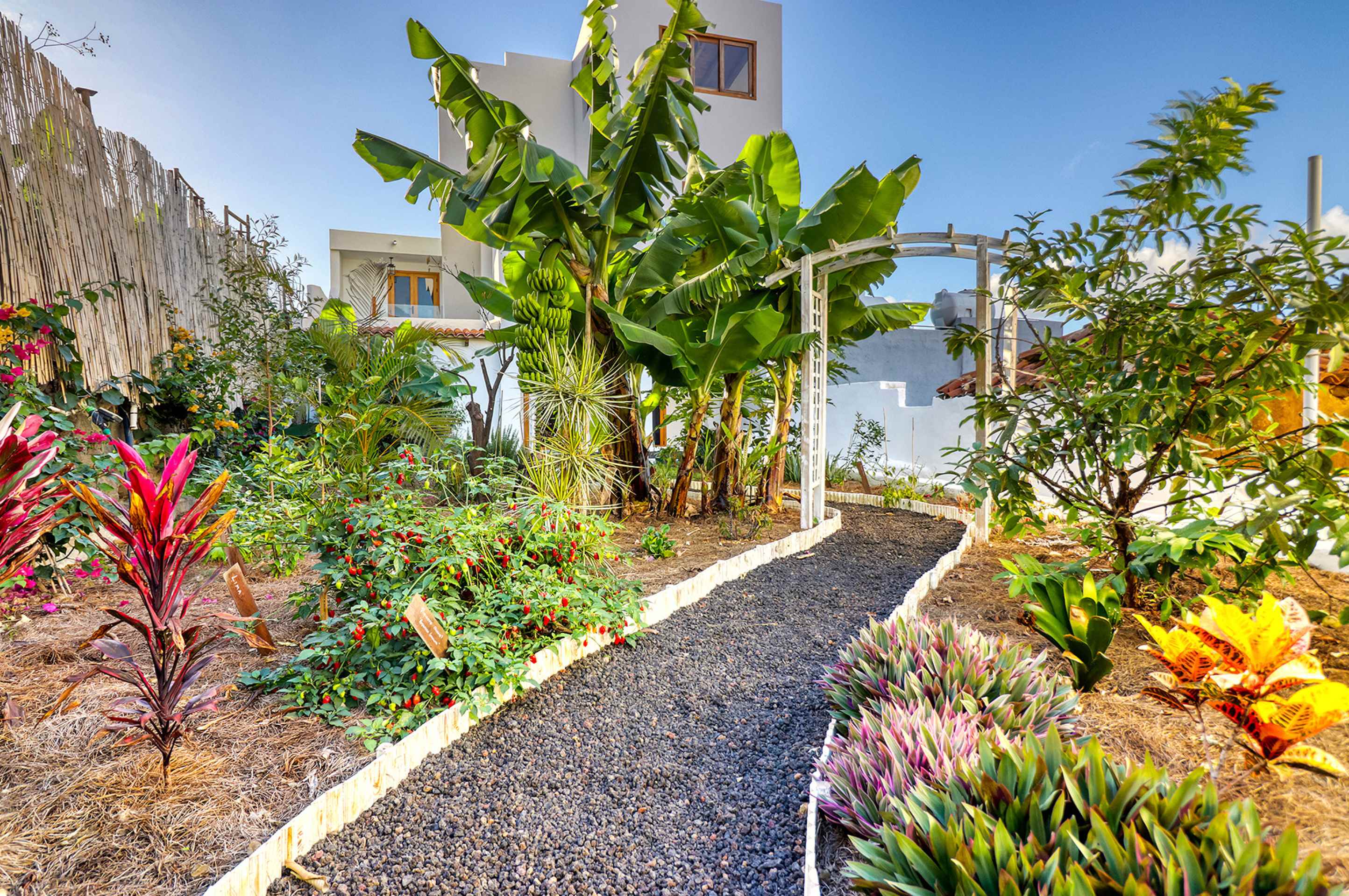 Tropical garden